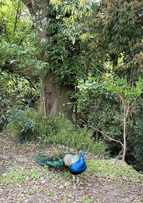 放し飼いのクジャク