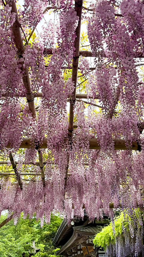 境内を彩る藤棚