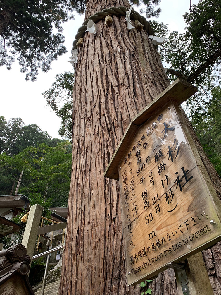 注連縄のかかった大杉と案内板