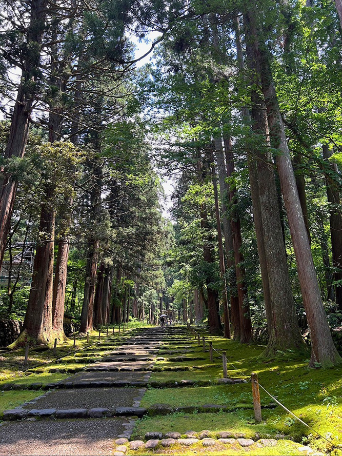 杉並木と苔の参道