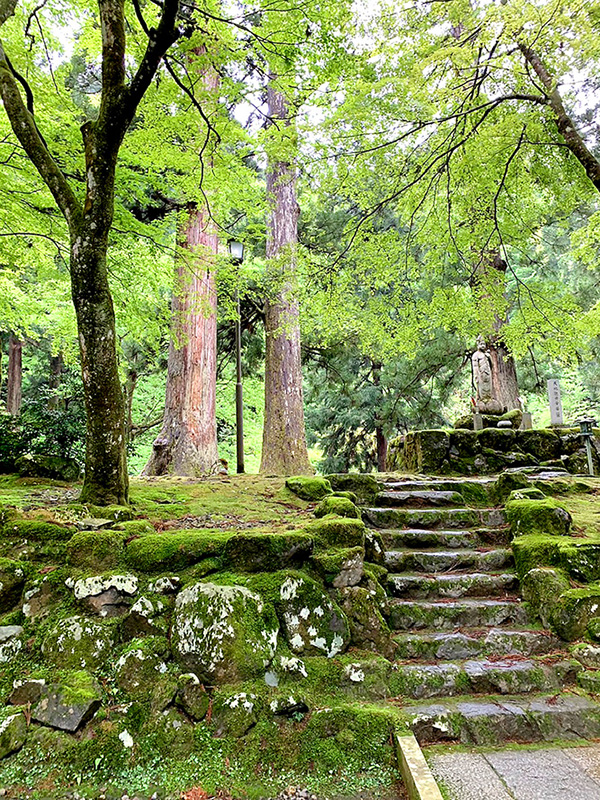 苔むした石段と杉木立