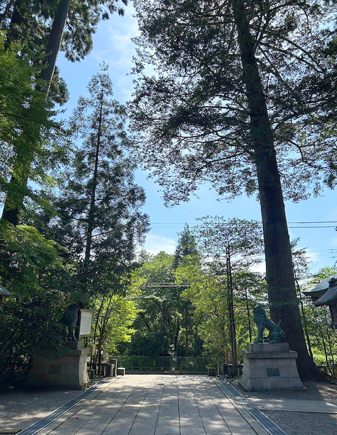 参道の大杉と狛犬