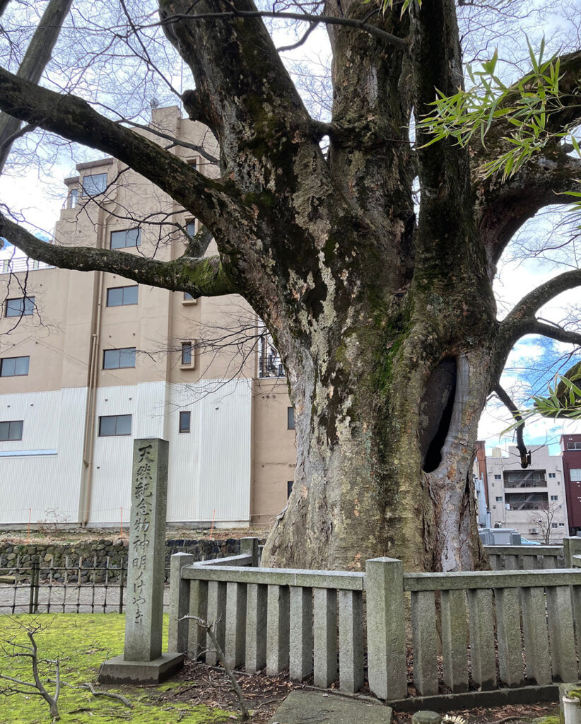 神明の大ケヤキ（近くから）