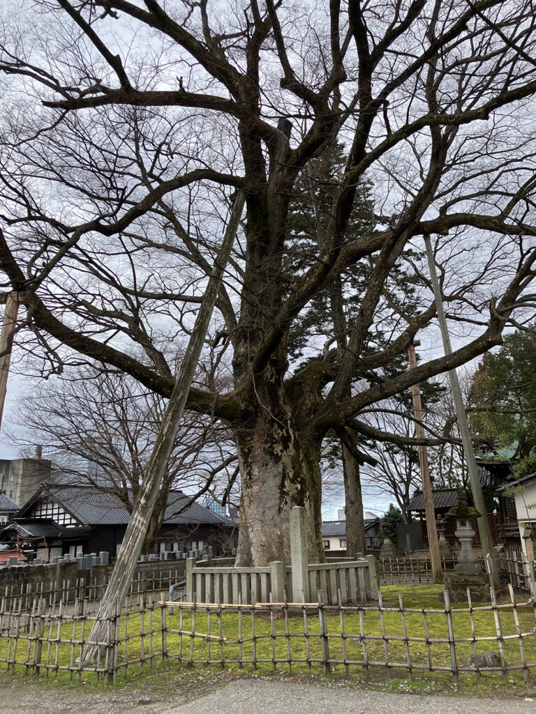 神明の大ケヤキ（全体）